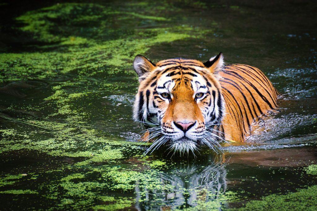 Murder, mayhem, and tigers: Netflix’s Tiger King