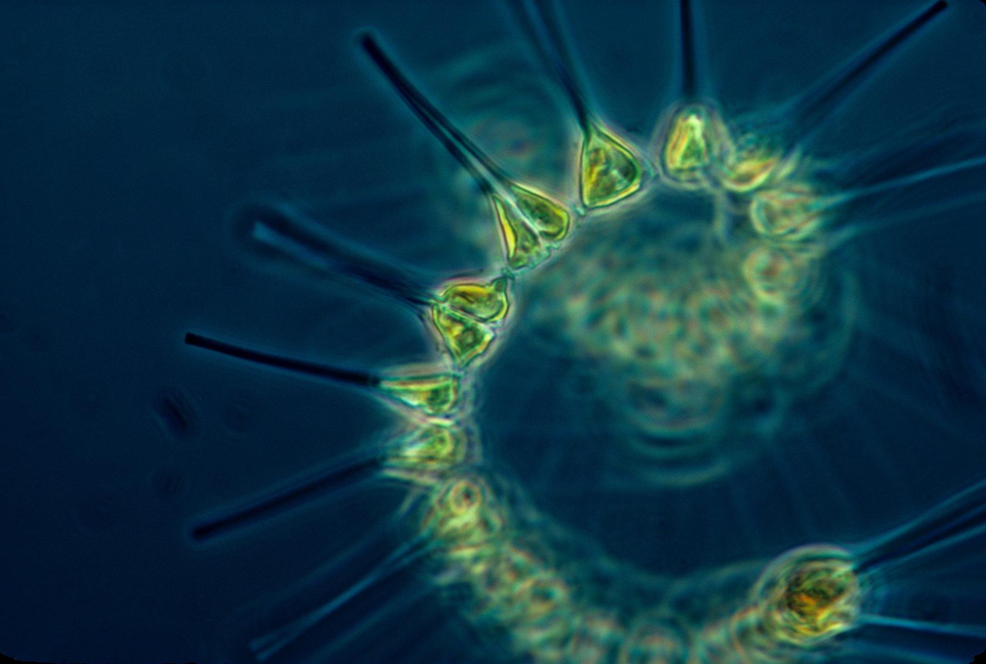 Science Research spotlight: students independent research highlights association between phytoplankton blooms and climate change