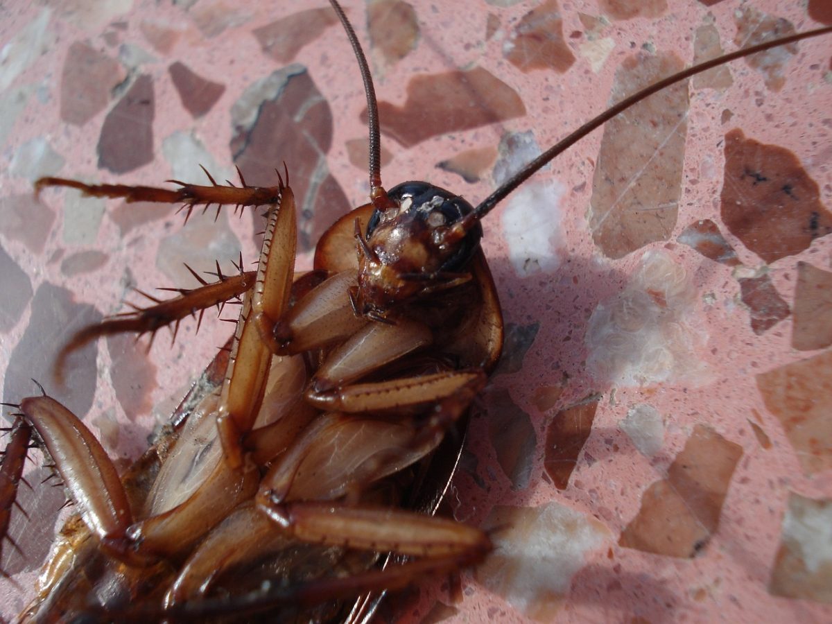 An image of a cockroach, courtesy of Pixabay Content License